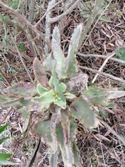 Kalanchoe laxiflora