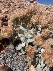 Eriogonum robustum