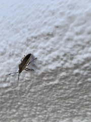 Catorhintha selector