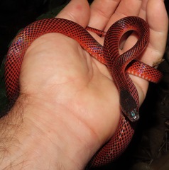 Oxyrhopus melanogenys