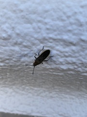 Catorhintha selector