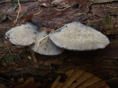 Fomitopsidaceae