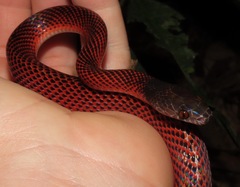 Oxyrhopus melanogenys