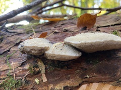 Fomitopsidaceae