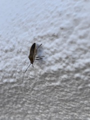 Catorhintha selector