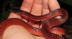 Oxyrhopus melanogenys