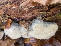 Fomitopsidaceae