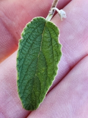Lippia graveolens