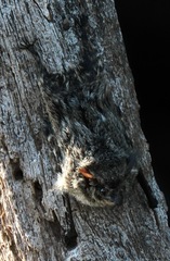 Rhynchonycteris naso