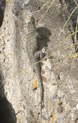 Sceloporus cyanogenys