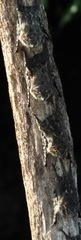 Rhynchonycteris naso