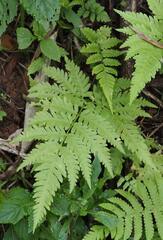 Pteris wallichiana