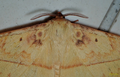 Apha kantonensis