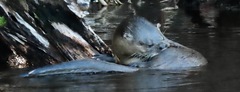 Lontra longicaudis