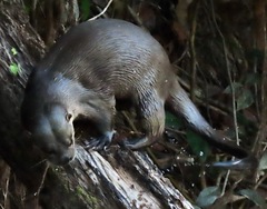 Lontra longicaudis