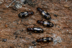 Dromius quadrimaculatus