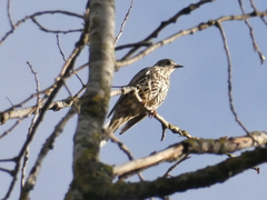 Turdus viscivorus