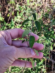 Lippia graveolens