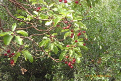 Arbutus andrachne