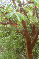 Arbutus andrachne