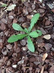 Carduus pycnocephalus