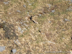 Tetraogallus himalayensis