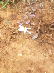 Narcissus deficiens