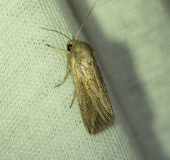 Mythimna riparia