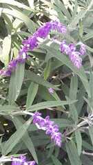 Salvia leucantha