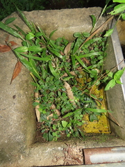 Bonnaya ruelloides