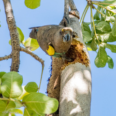 Poicephalus meyeri damarensis