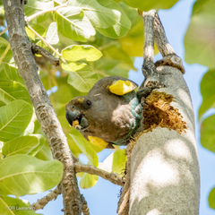 Poicephalus meyeri damarensis