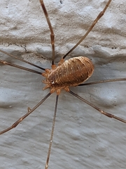 Opilio canestrinii
