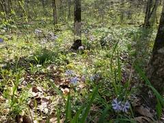 Phlox divaricata divaricata