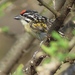 Red-fronted Tinkerbird - Photo (c) Nik Borrow, some rights reserved (CC BY-NC)