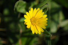 Calendula arvensis