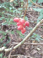 Dioscoreophyllum cumminsii