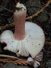 Russula rhodocephala