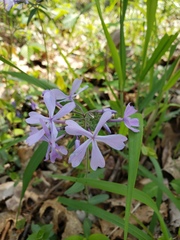 Phlox divaricata divaricata