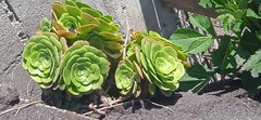 Aeonium