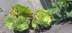 Aeonium