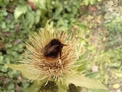Bombus pratorum
