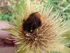 Bombus pratorum