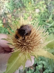 Bombus pratorum
