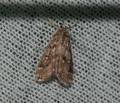 Parapoynx stratiotata