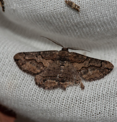 Menophra japygiaria