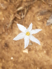 Narcissus deficiens