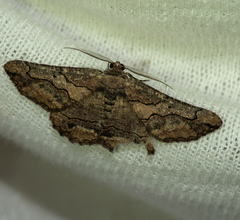 Menophra japygiaria
