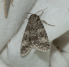 Acronicta megacephala