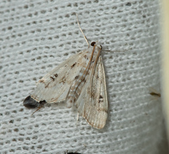 Parapoynx stratiotata